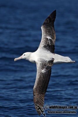 Southern Royal Albatross 9048.jpg