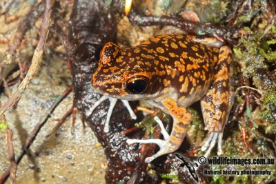 Spotted Stream Frog - Hylarana picturata