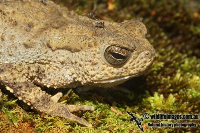 Giant River Toad - Phyrnoidis (Bufo) juxtaspera