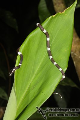 Lycodon effraenis 0659.jpg