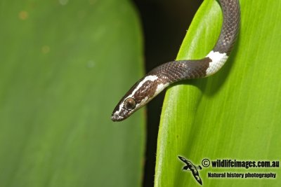 Scarce Wolf Snake - Lycodon effraenis	