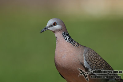 Spotted Turtle-Dove 8010.jpg