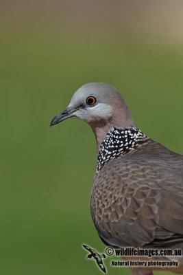 Spotted Turtle-Dove 8029.jpg