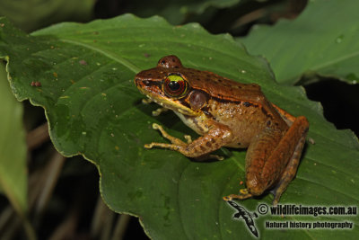 Meristogenys whiteheadi 7585.jpg