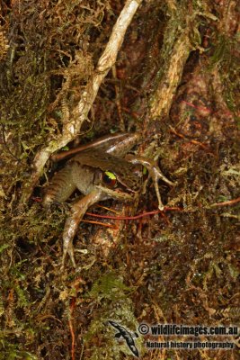 Meristogenys whiteheadi 7607.jpg