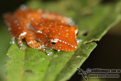 Cinnamon Frog - Nyctixalus pictus