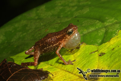 Limestone Dwarf Toad - Pelophryne api