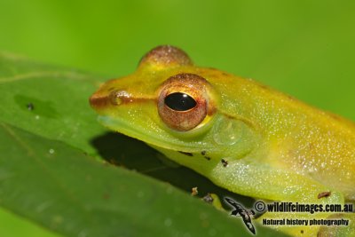 Jade Tree Frog - Rhacophorus dulitensis