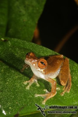 Rhacophorus cyanopunctatus 8761.jpg