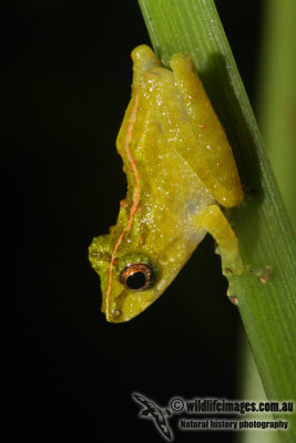 Bush Frog - Philatus tectus