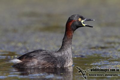 Australasian Grebe 9435.jpg