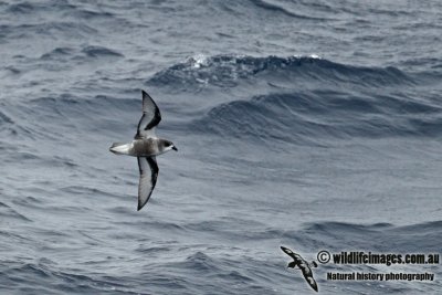 Mottled Petrel a3002.jpg