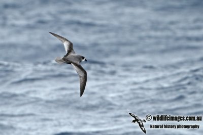 Mottled Petrel a3012.jpg