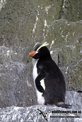 Erect-crested Penguin a1141.jpg