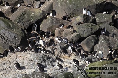 Erect-crested Penguin a9553.jpg