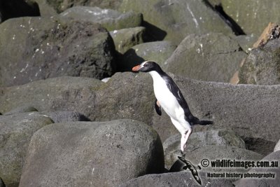Erect-crested Penguin a9584.jpg