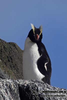 Erect-crested Penguin a9702.jpg