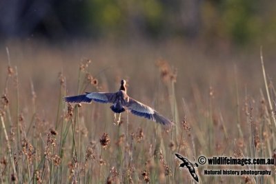 Yellow Bittern a4312.jpg