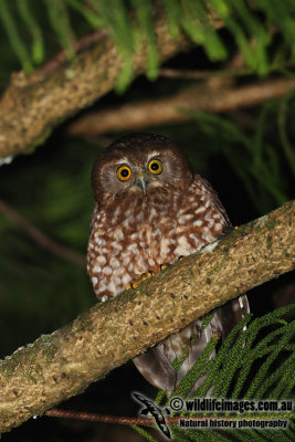 Norfolk Morepork