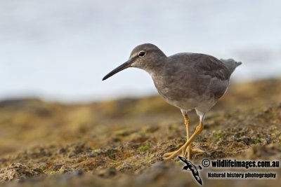 Wandering Tattler 2708.jpg