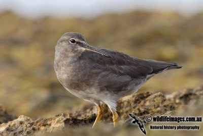 Wandering Tattler 2731.jpg