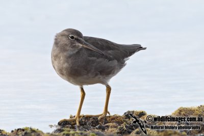 Wandering Tattler 2814.jpg