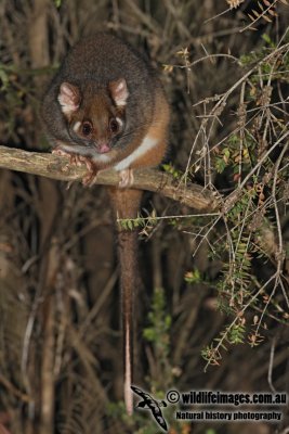 Common Ringtail Possum 5921.jpg
