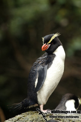 Snares crested Penguin a5621.jpg