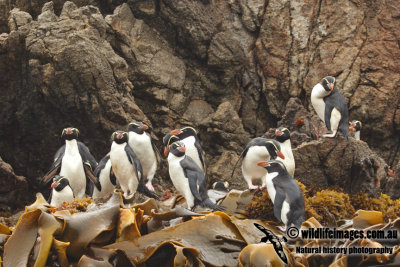 Snares crested Penguin a5665.jpg