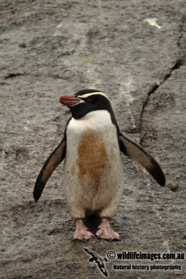 Snares crested Penguin a5754.jpg