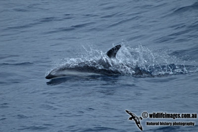 Dusky Dolphin a6738.jpg