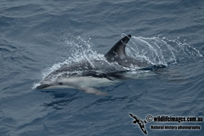 Dusky Dolphin a6769.jpg