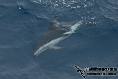 Dusky Dolphin a6788.jpg