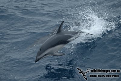 Dusky Dolphin a6792.jpg