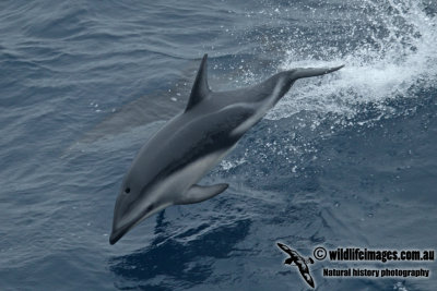 Dusky Dolphin a6793.jpg