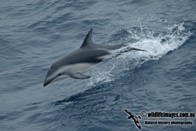 Dusky Dolphin a6795.jpg