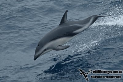 Dusky Dolphin a6797.jpg