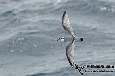 Antarctic Prion