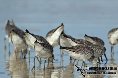 Great Knot a4632.jpg
