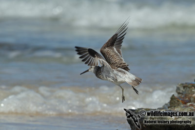 Great Knot a4636.jpg