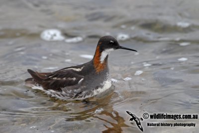 Red-necked Phalarope a7024.jpg