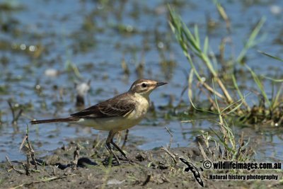 Eastern Yellow Wagtail a3433.jpg