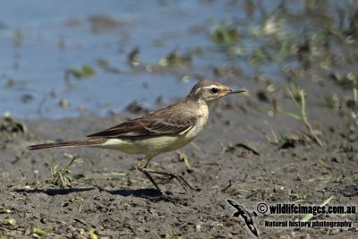 Eastern Yellow Wagtail a3466.jpg