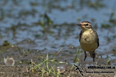 Eastern Yellow Wagtail a3510.jpg