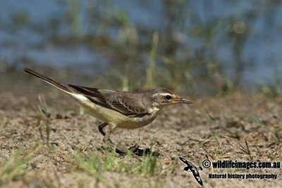 Eastern Yellow Wagtail a3531.jpg
