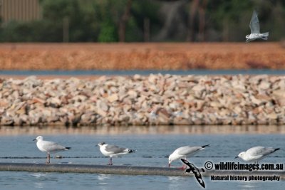 Franklins Gull a8389.jpg