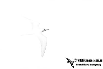 White Tern 4780.jpg