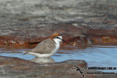 Red-capped Plover a4638.jpg