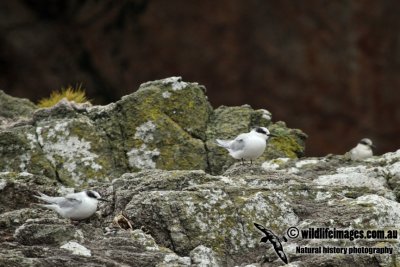 Antarctic Tern a5691.jpg