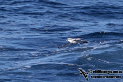 Fulmar Prion a9874.jpg